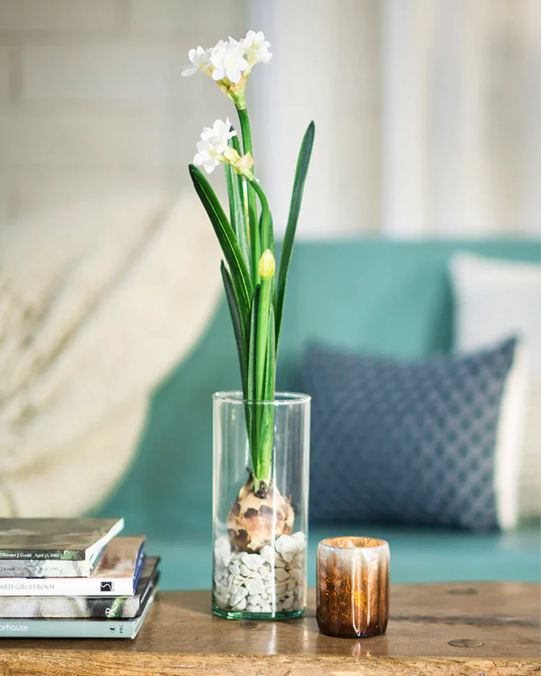 Paperwhite bulb in vase
