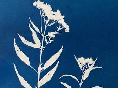 cyanotype of plants