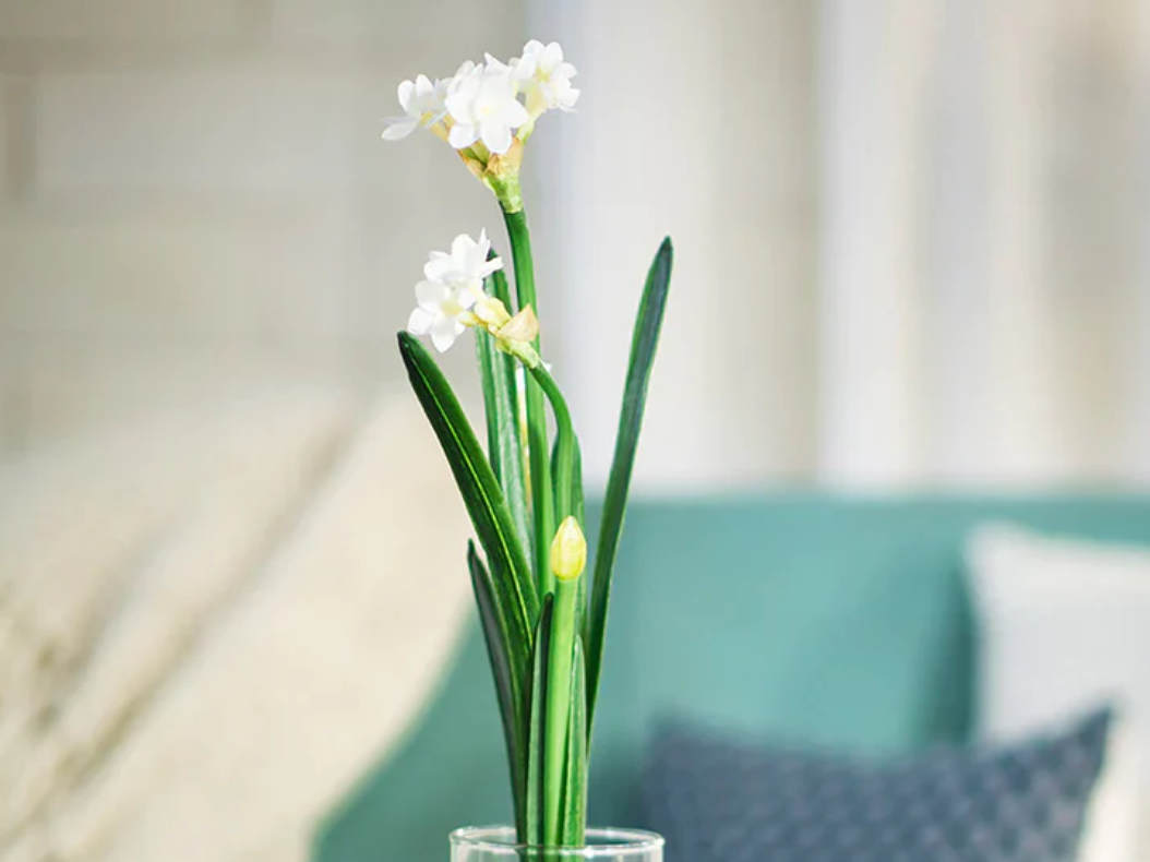 Paperwhite bulb in vase