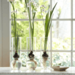 Adult Take and Make: Paperwhite Bulb for Forcing Nov. 9