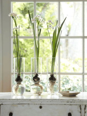 paperwhites